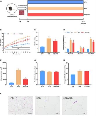 Cooked Adzuki Bean Reduces High-Fat Diet-Induced Body Weight Gain, Ameliorates Inflammation, and Modulates Intestinal Homeostasis in Mice